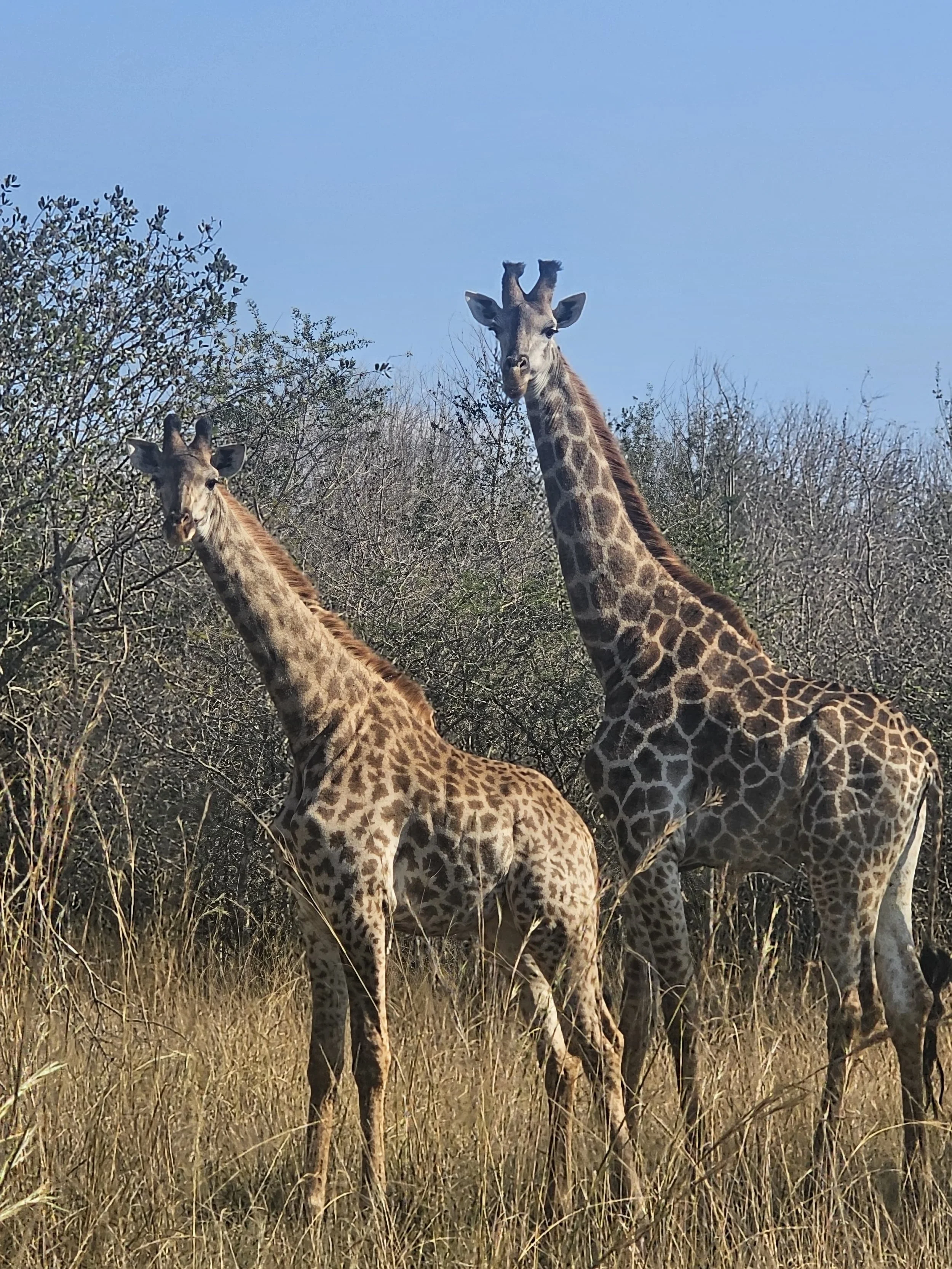 d5c155a7-2 giraffes.JPG