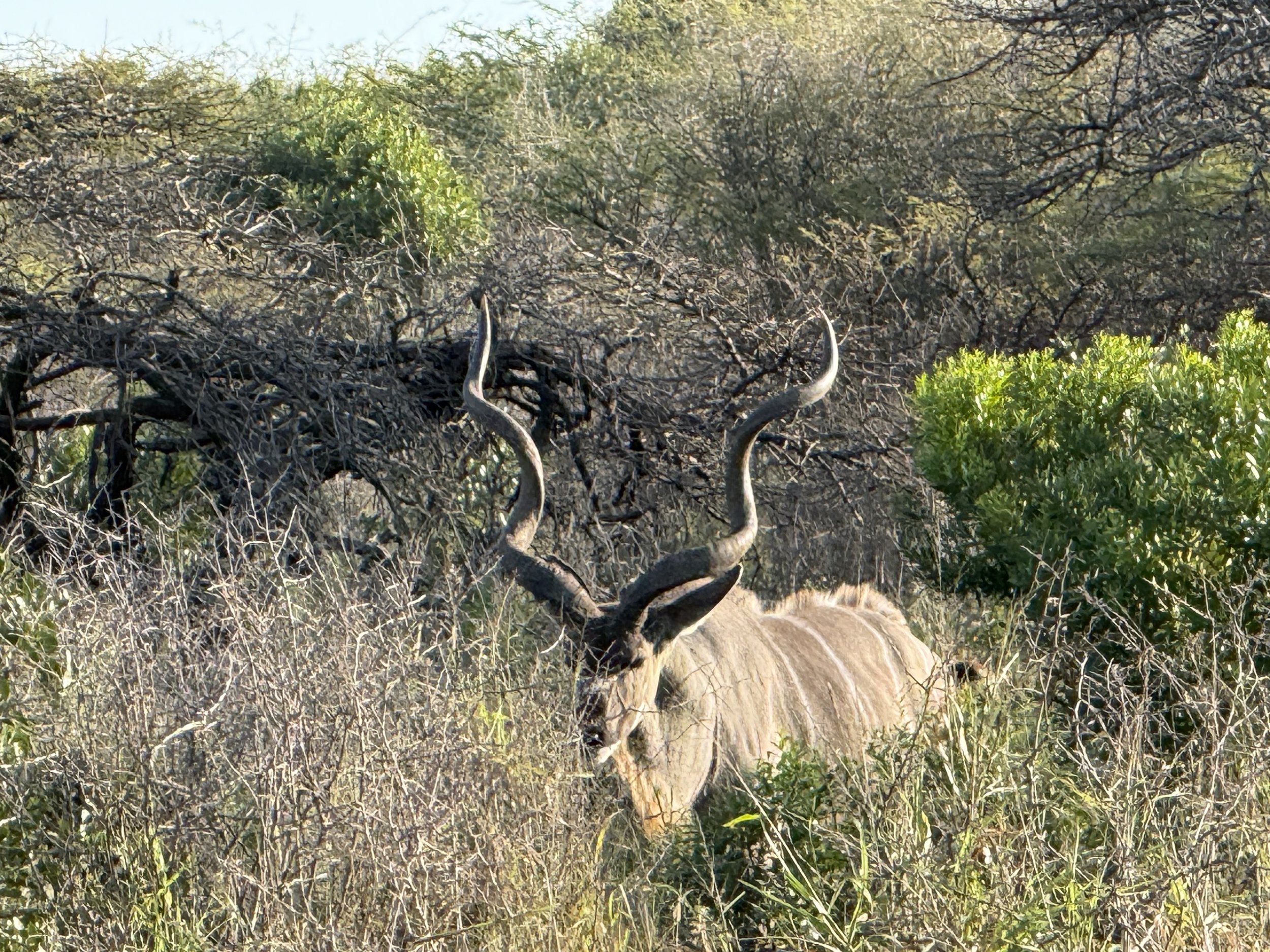 IMG_6289_greater kudu?.jpeg