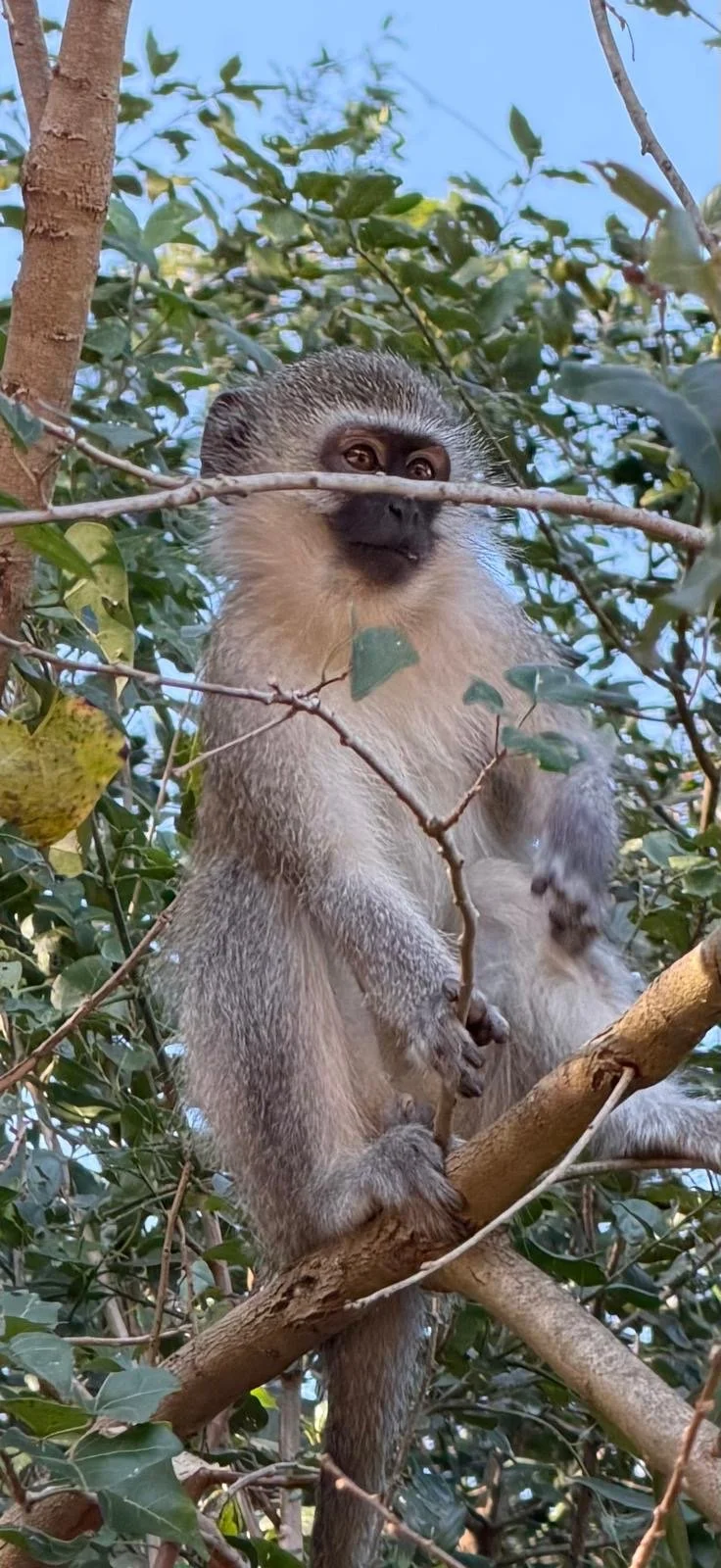 e4a27954-vervet monkey.JPG