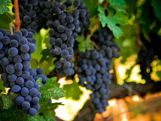 Saturday Wine Tasting at Unity Table: Cabernet Sauvignon Around the World