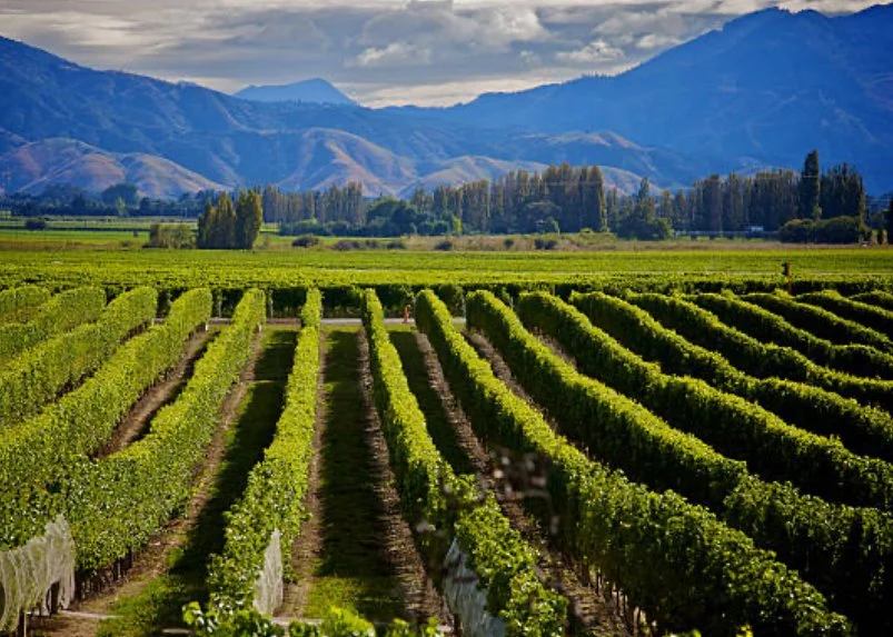 Saturday Wine Tasting at Unity Table: Wines Of The North &amp; South Islands Of New Zealand