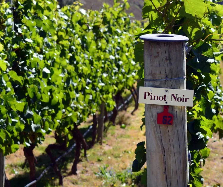 Saturday Wine Tasting at Unity Table: Old World Pinot Noir