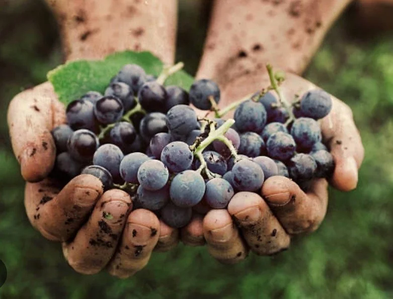 Saturday Wine Tasting at Unity Table: Don’t Panic, It’s Organic!