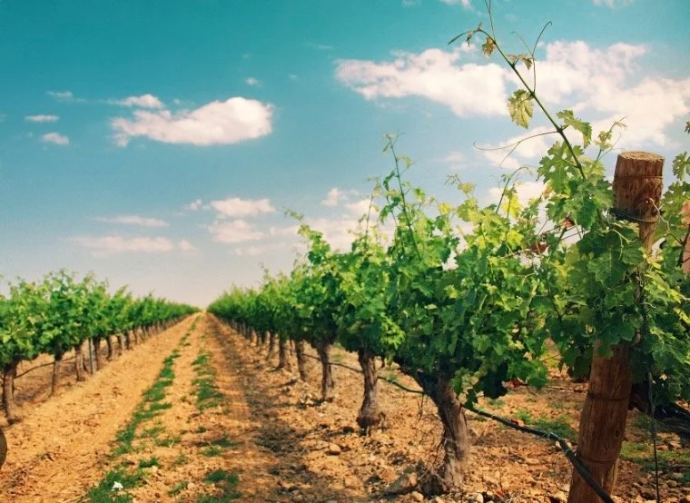 Saturday Wine Tasting at Unity Table: Grapes from Warm Climates