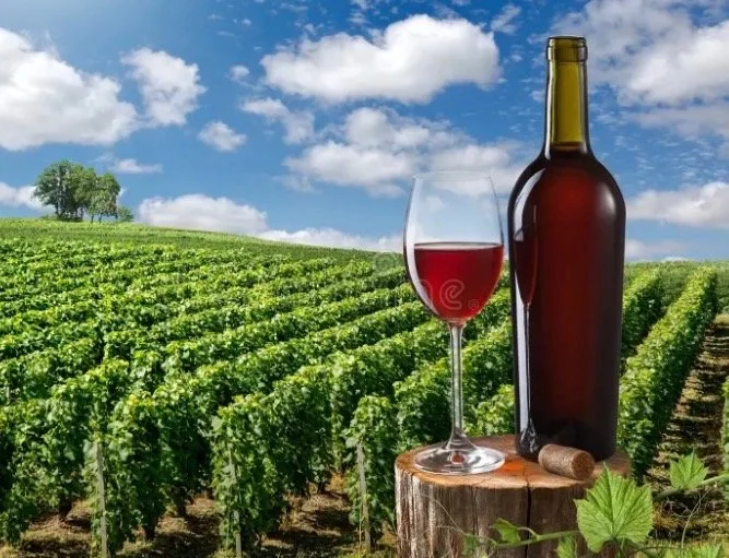 Saturday Wine Tasting at Unity Table: Light Reds for Hot Days & Nights
