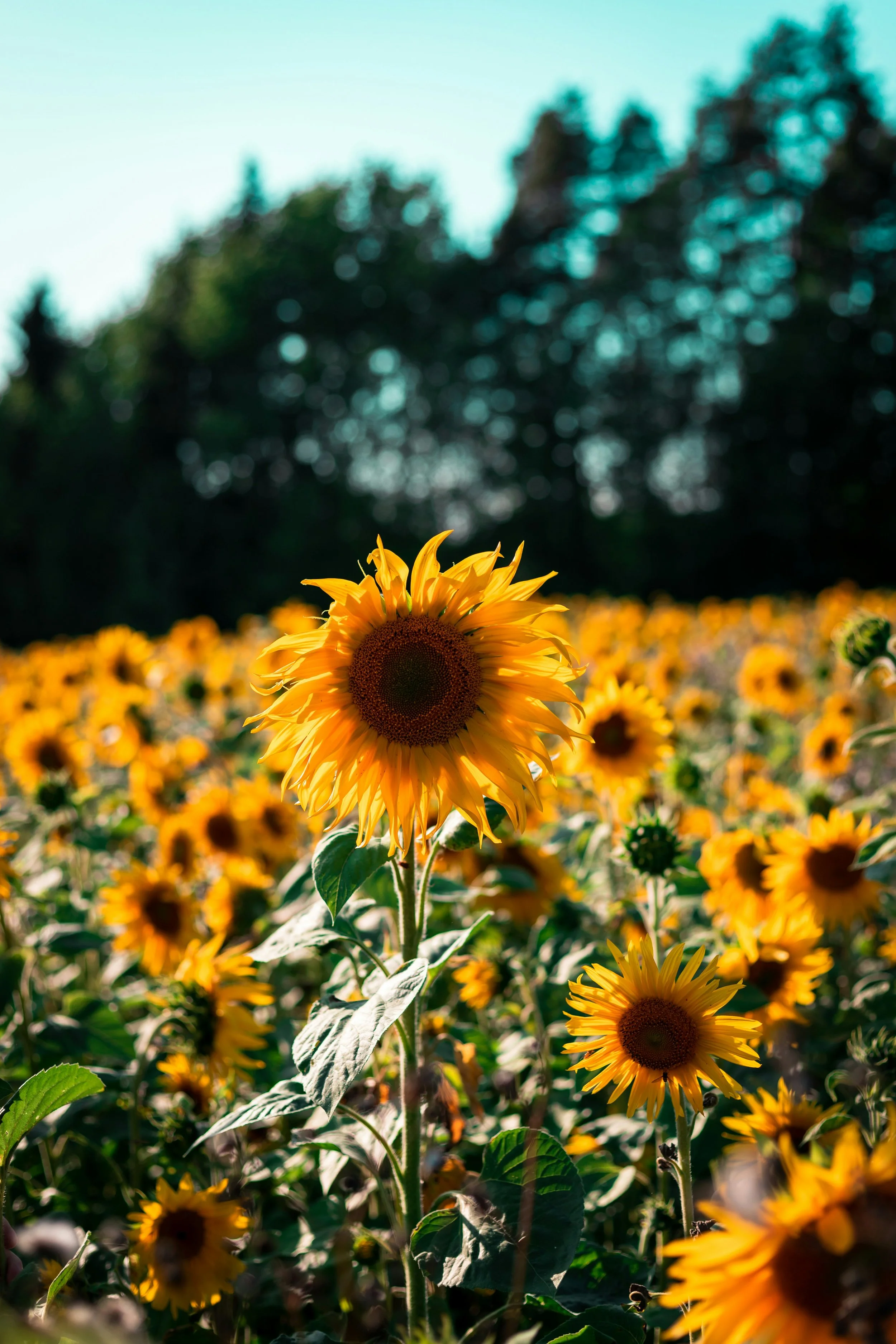 You Are My Sunshine: Breaking the Hidden Vows in Love Songs & Reclaiming Your Sovereignty