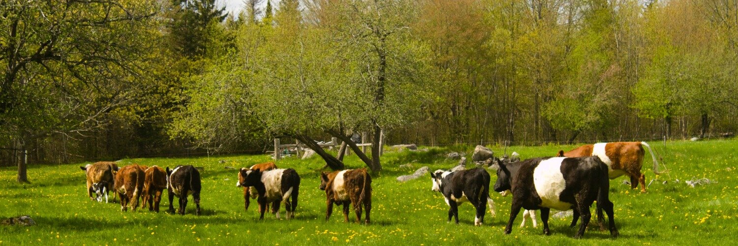 KHF-slider-cows.jpg