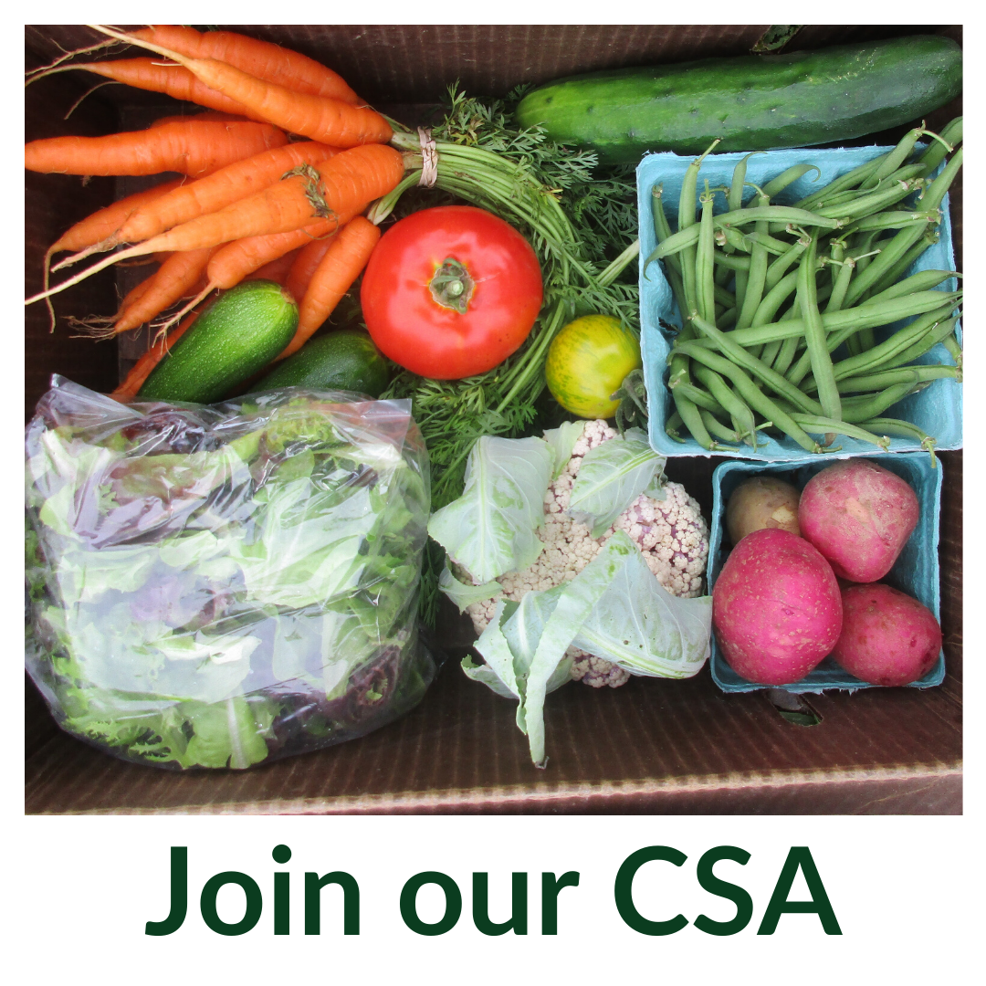 King-Hill-Farm-button-Join-our-CSA (1).png