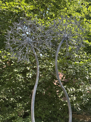 28 Duncan Allium IMG_1379.png
