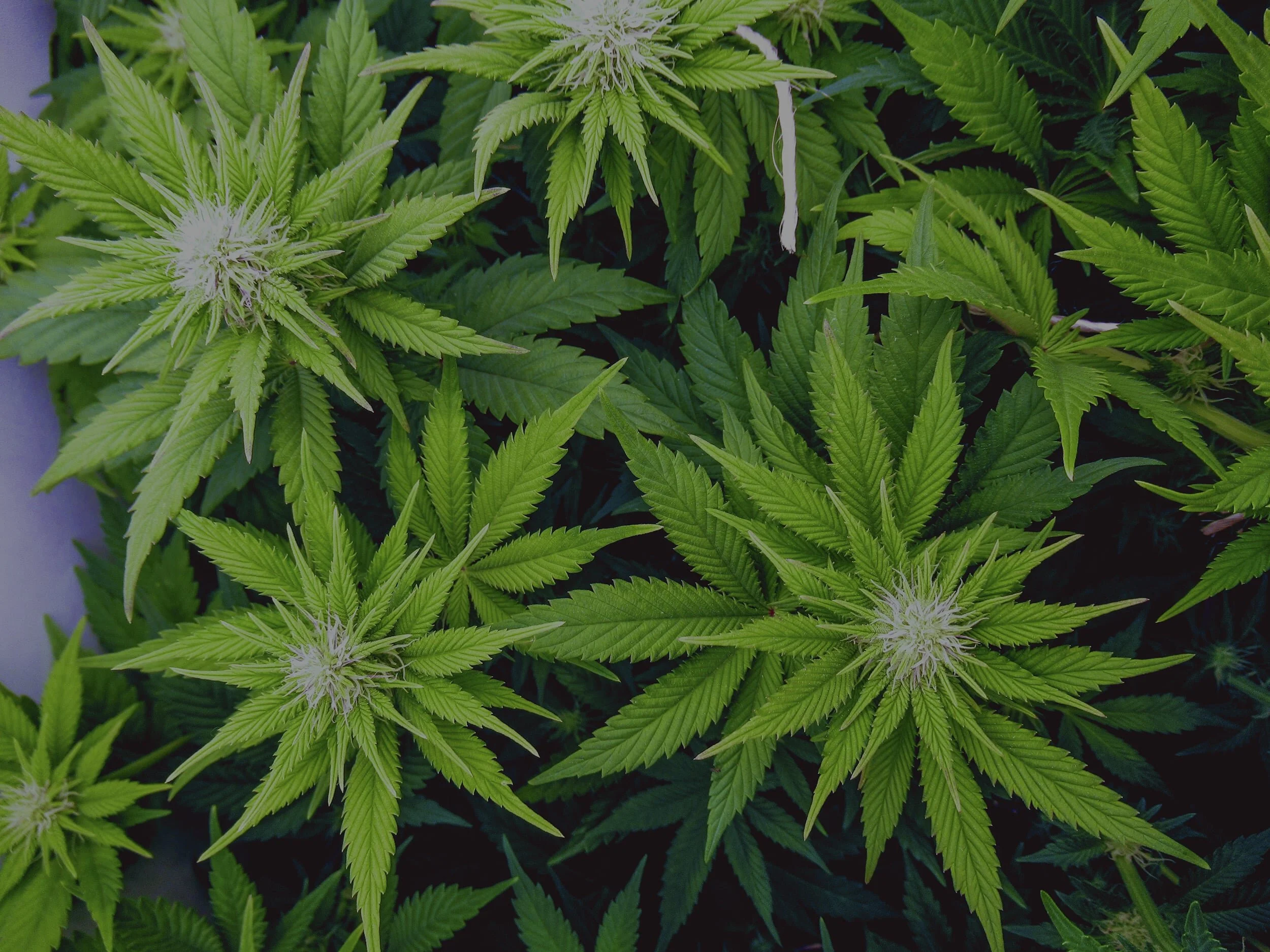 check back soon-min.jpg