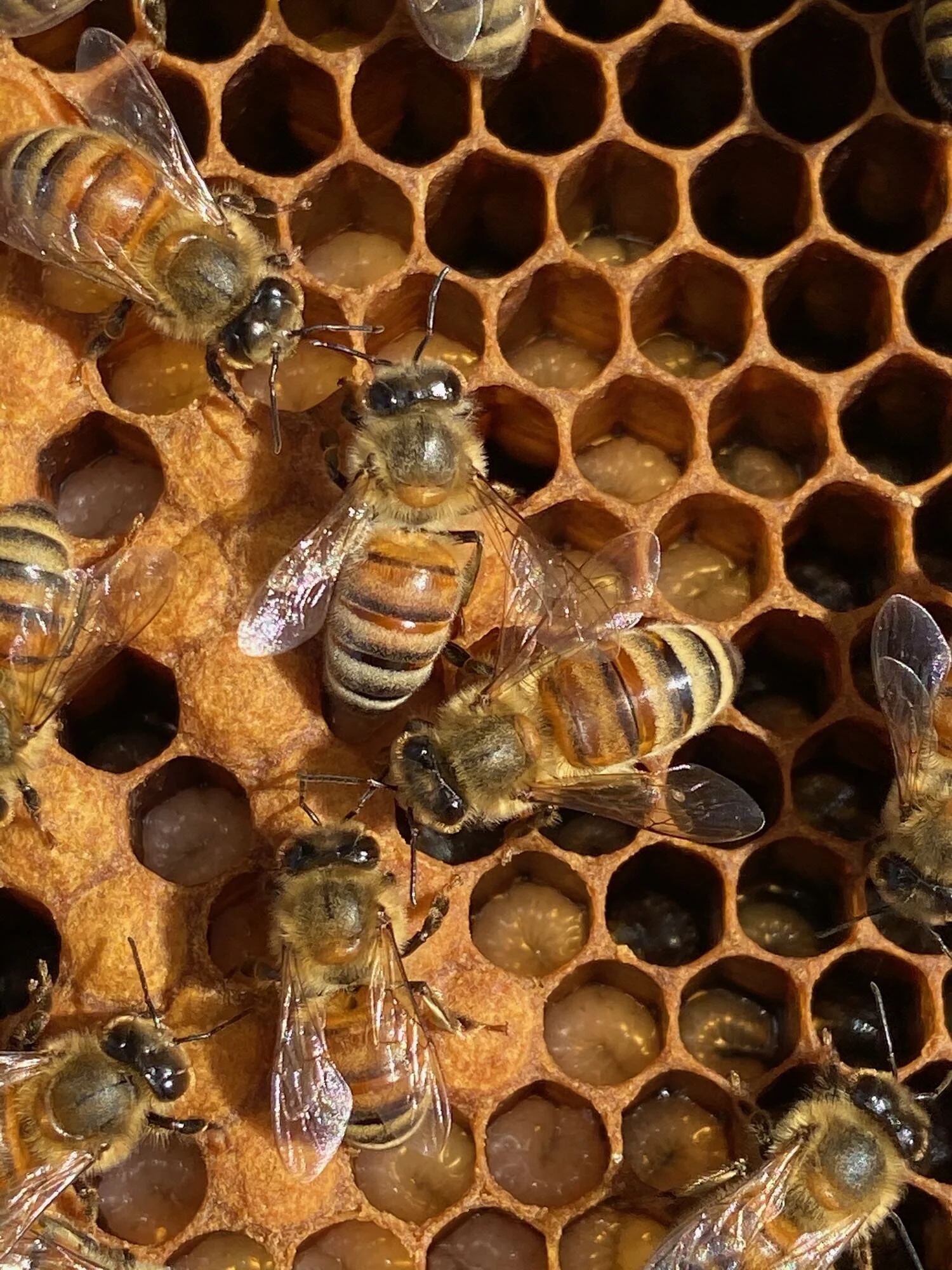 Peace, Love & Baby Bees.