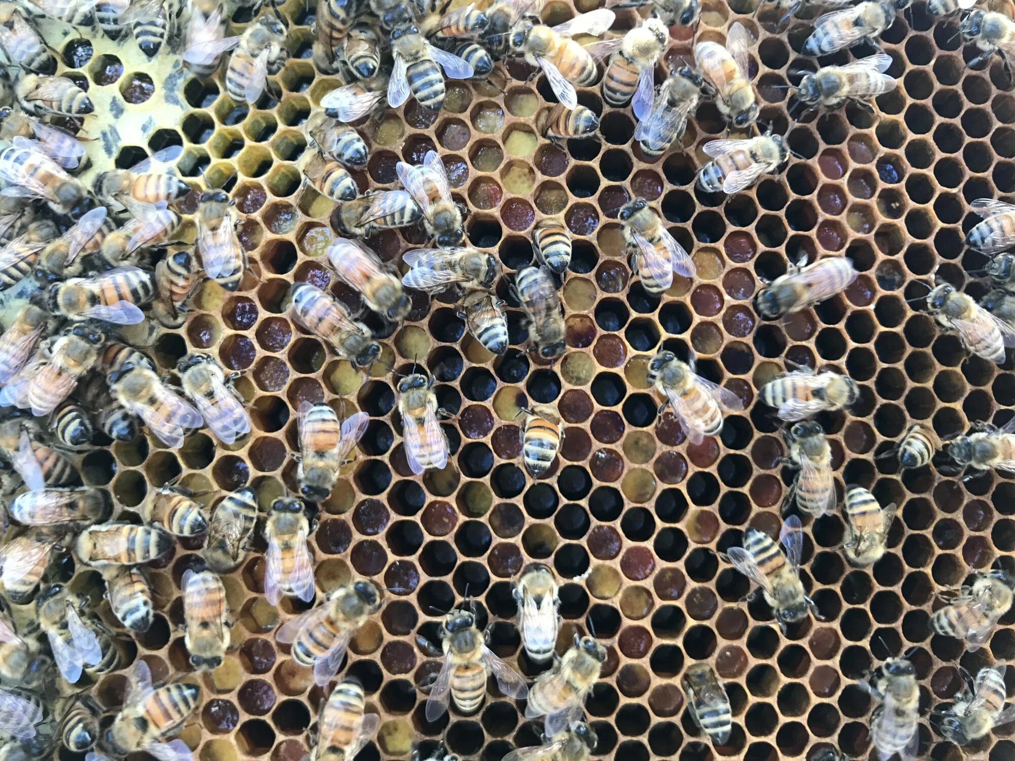 Today's the day! I'm gonna find a queen!