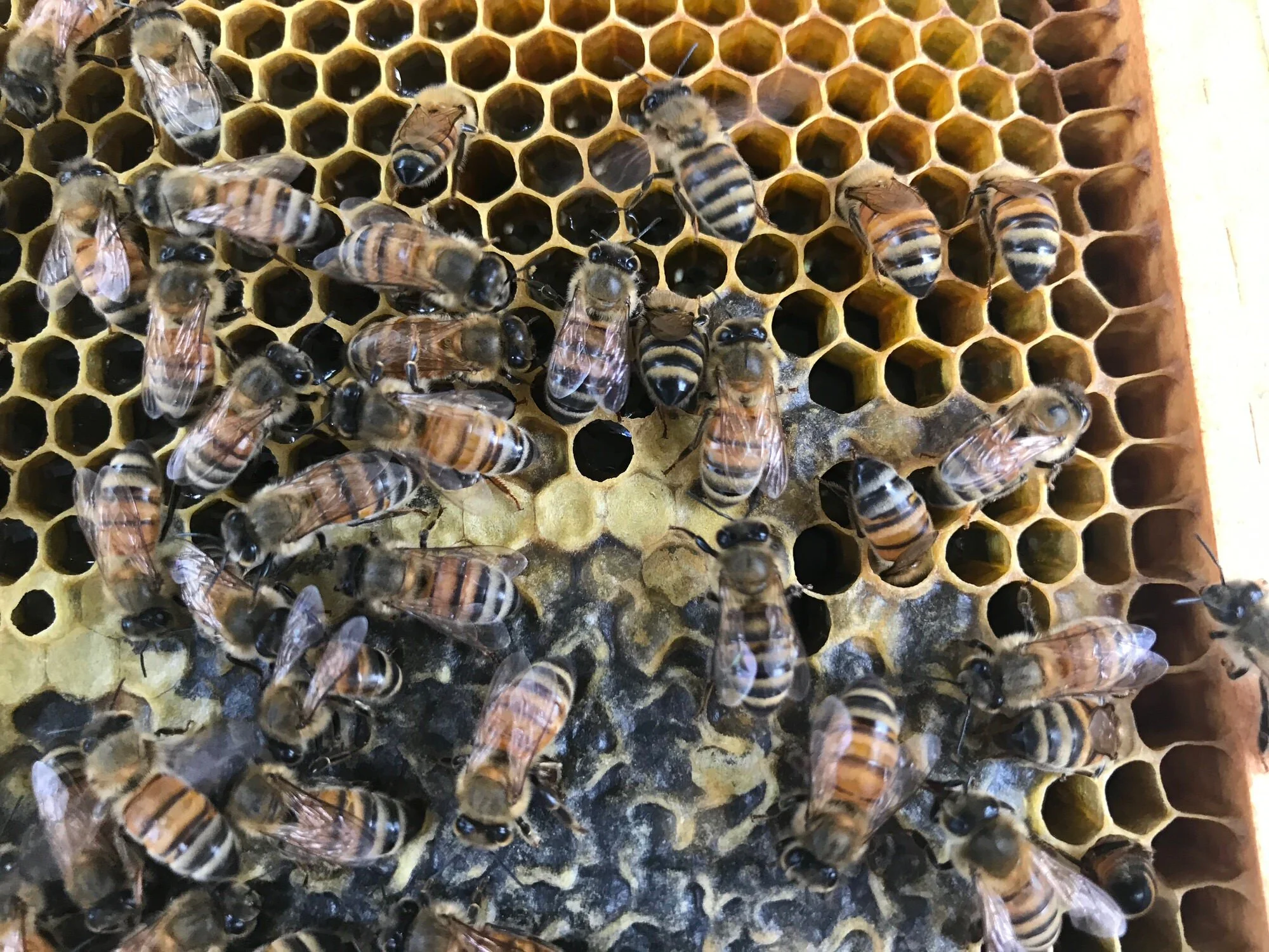 Hello girls, I'm home!