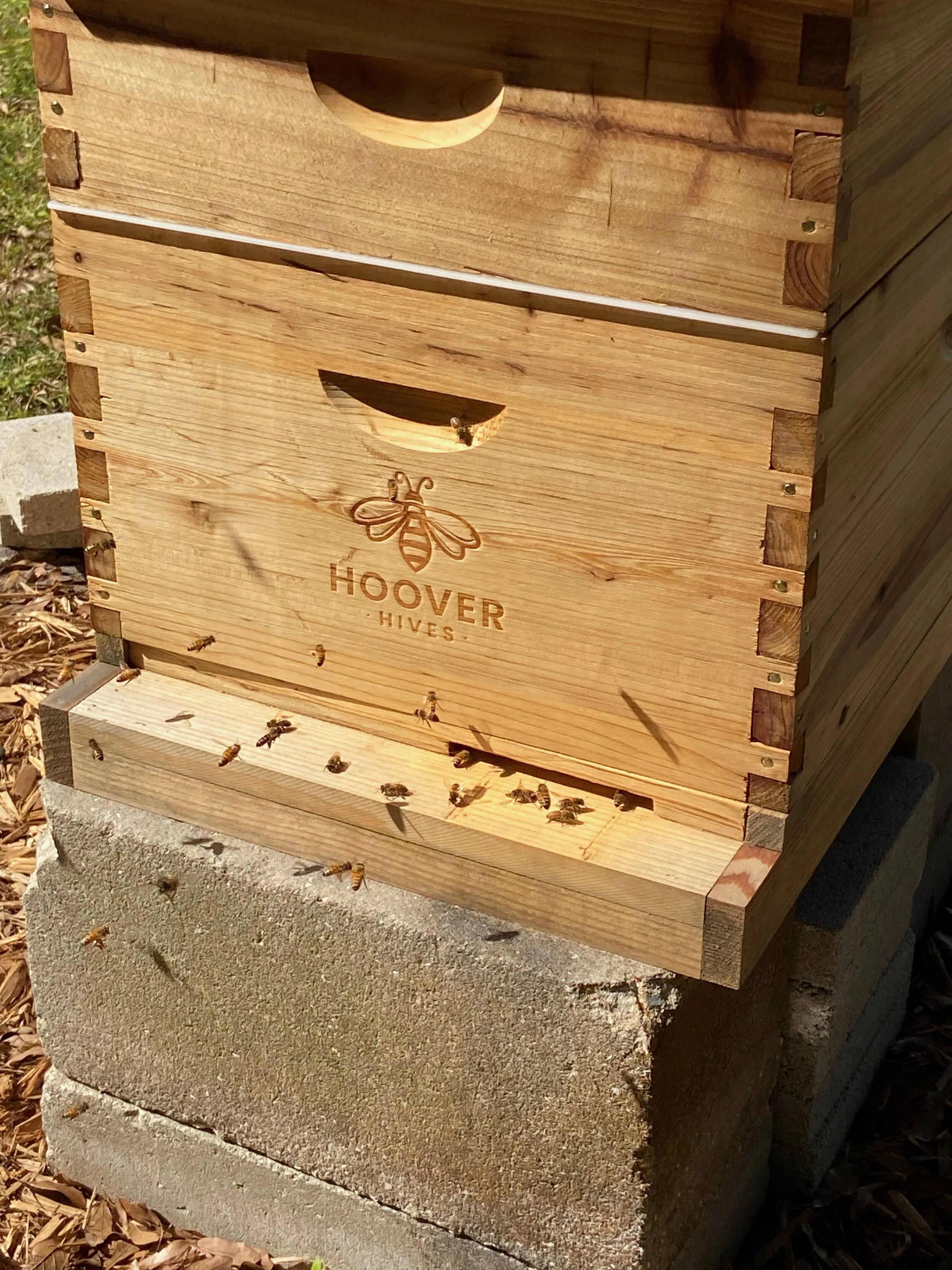 Seriously guys, the honey bee drama never ends.