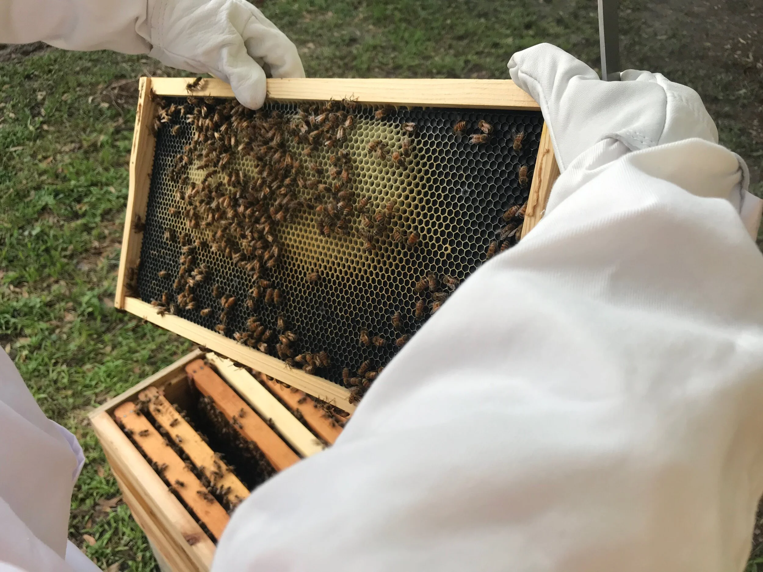 So, you want to keep bees?