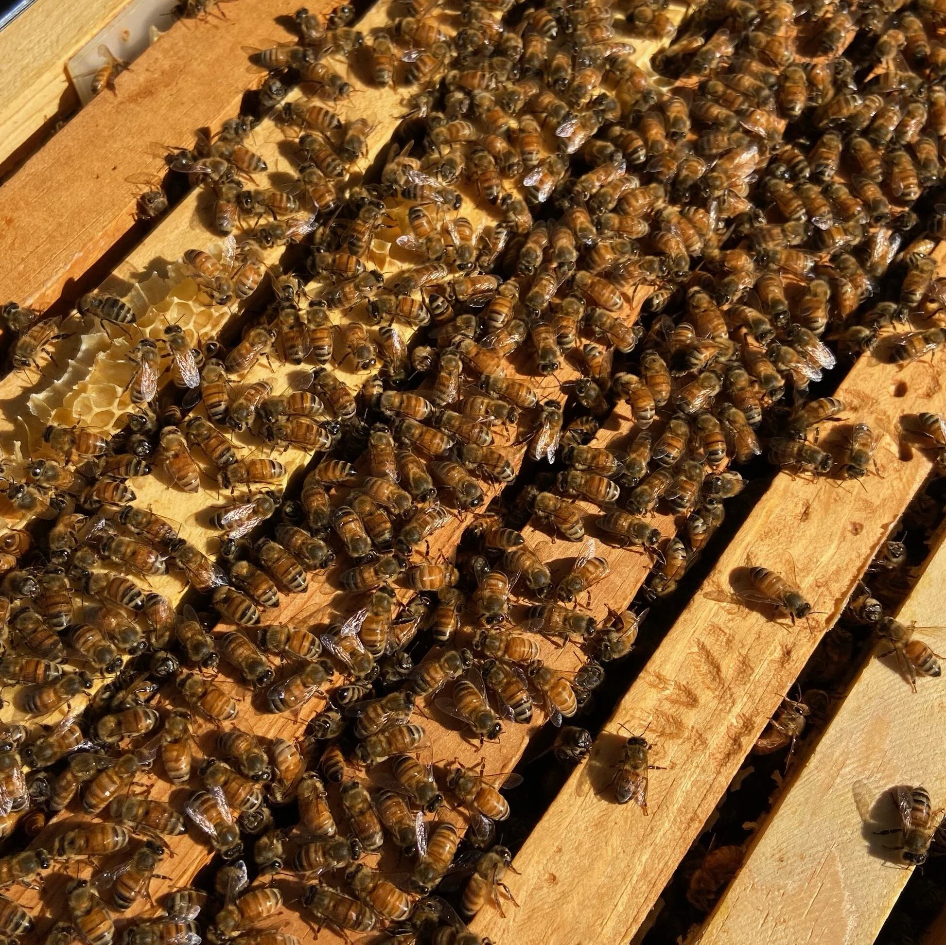 One queen to rule them all.