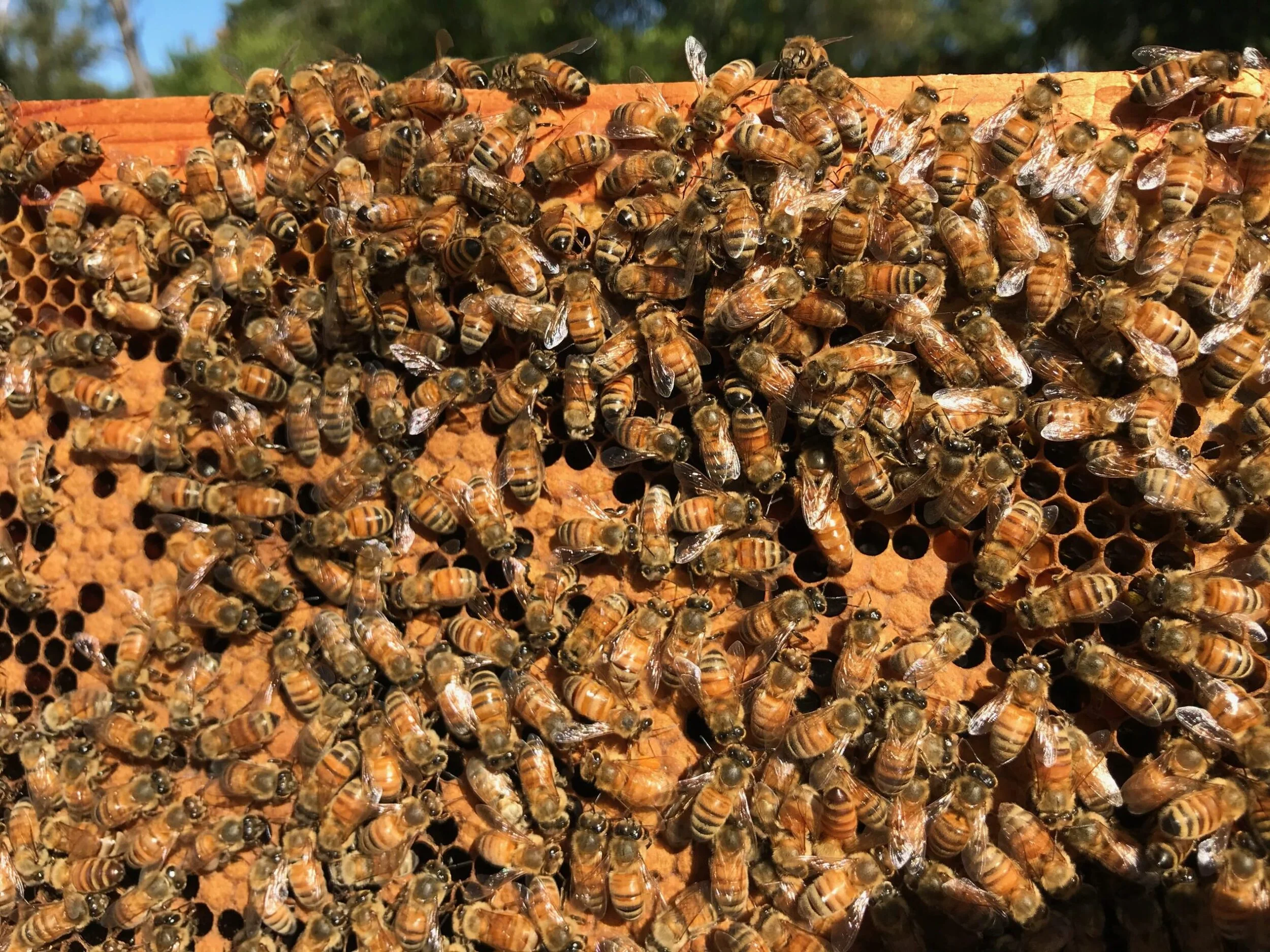 Fancy a game of Find the Queen?