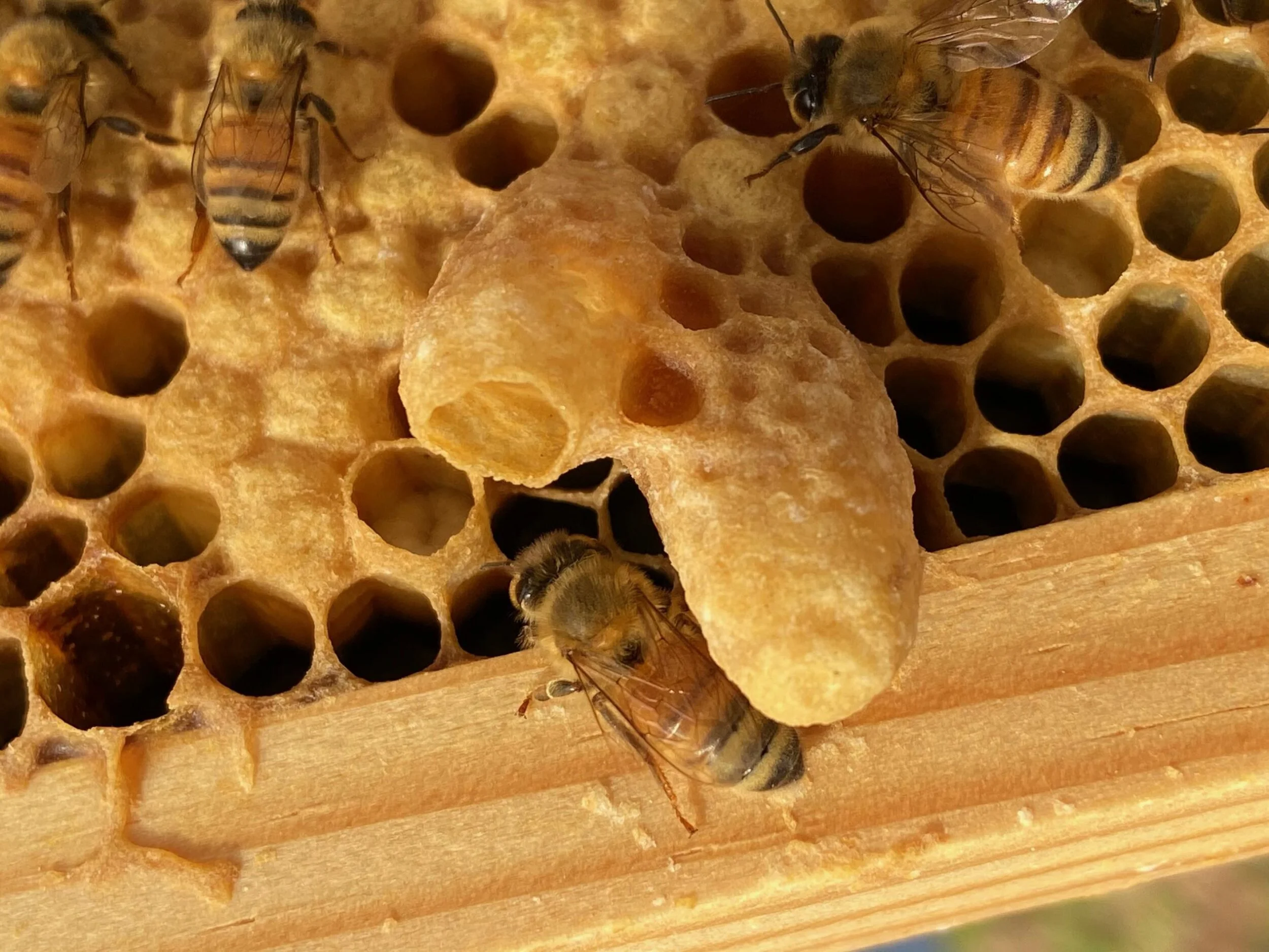 I wanna be a Bee Nerd!