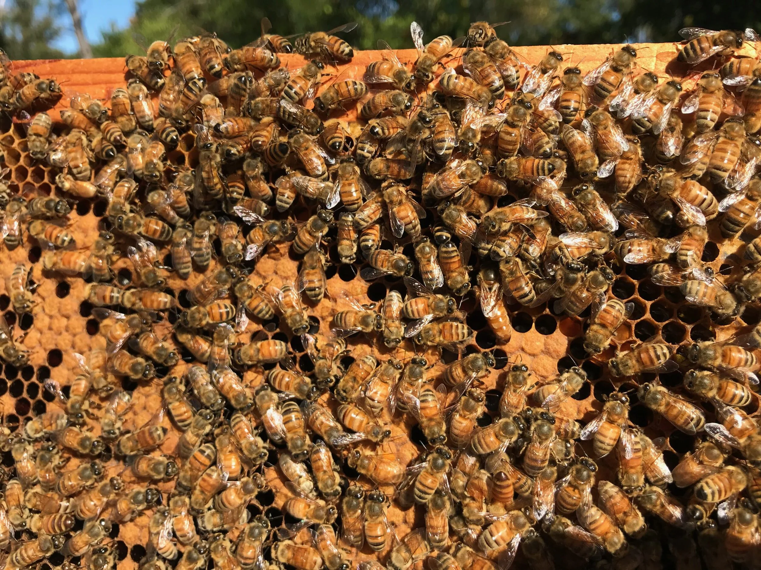 The state inspector.