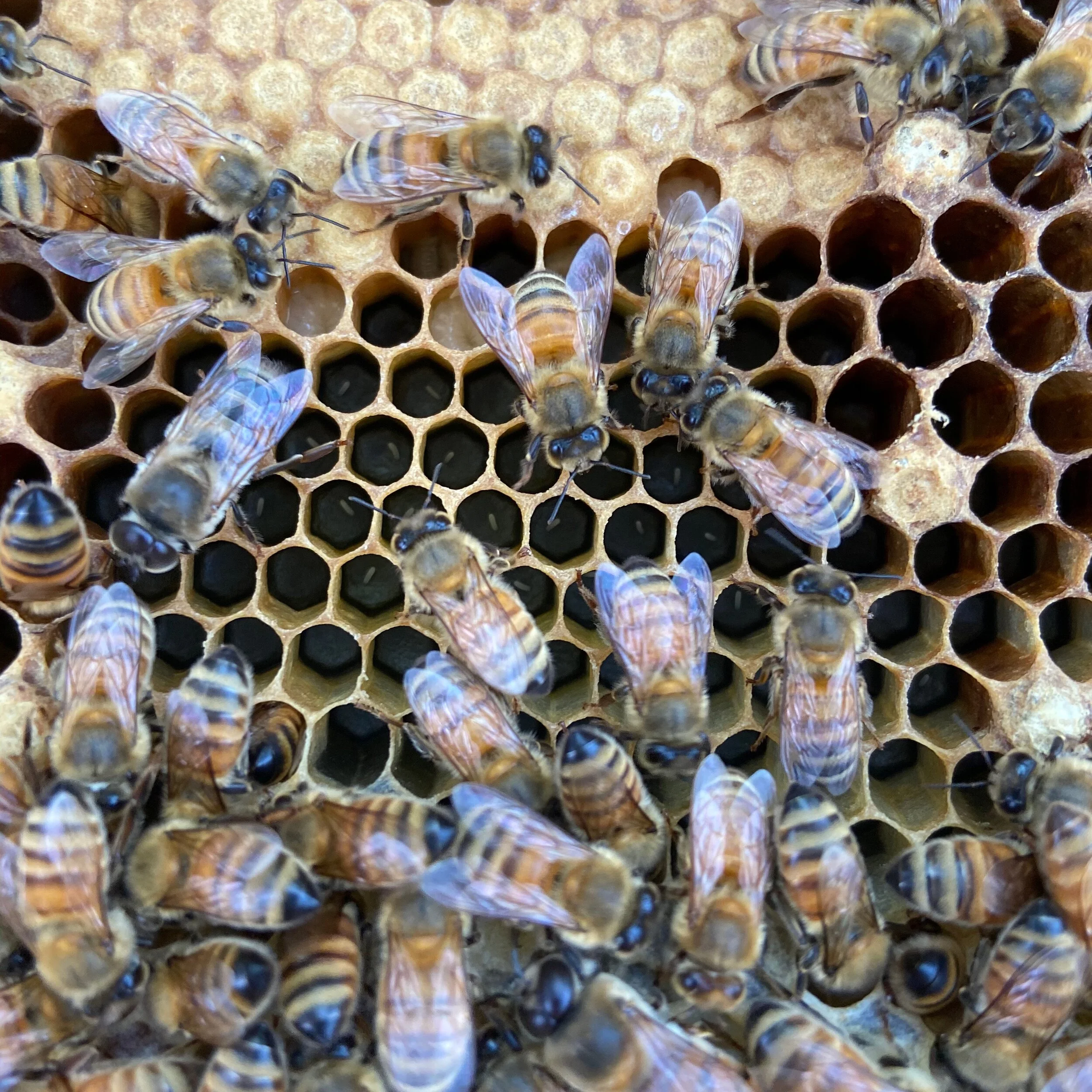 Two hives: two different kinds of drama.