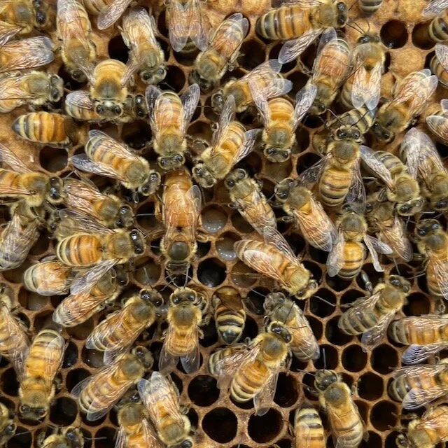 The Diva and The Queen