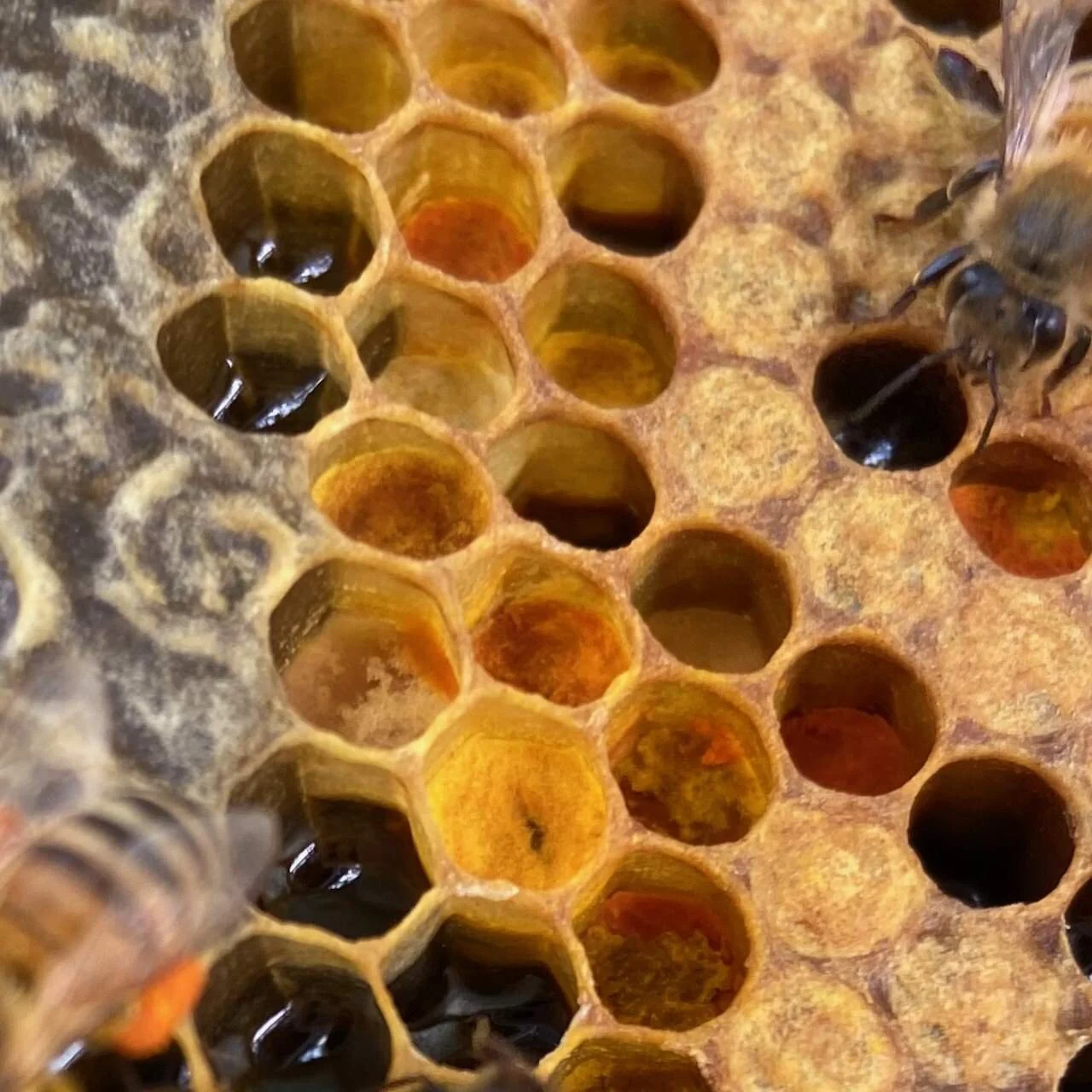 Trying that two hives thing again