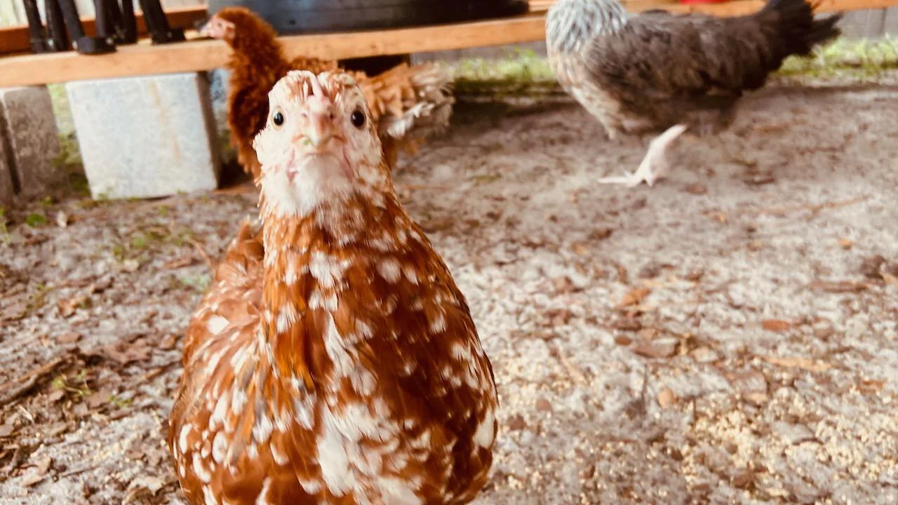 And just like that, the flock has doubled!