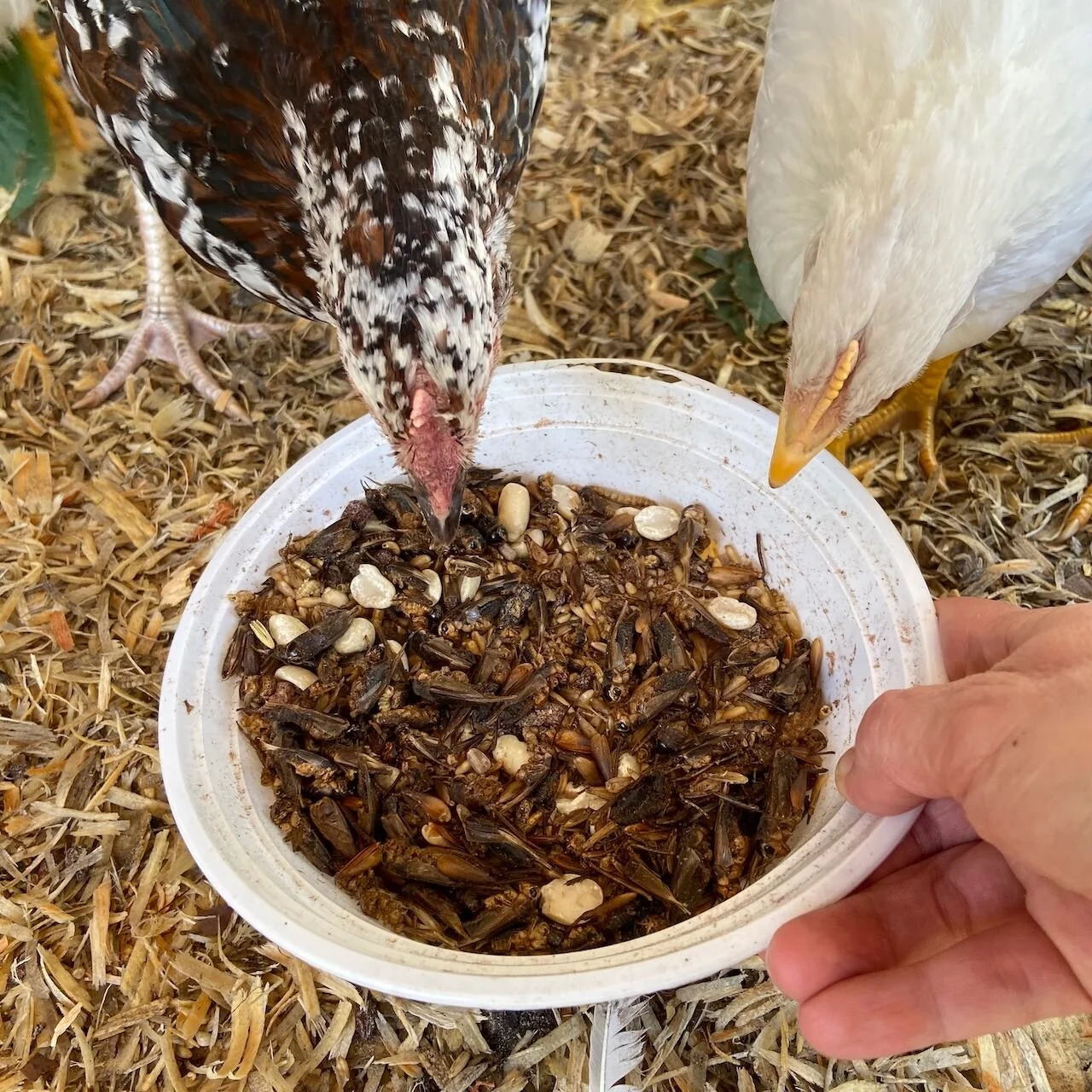 Jumpy Chicken Treats