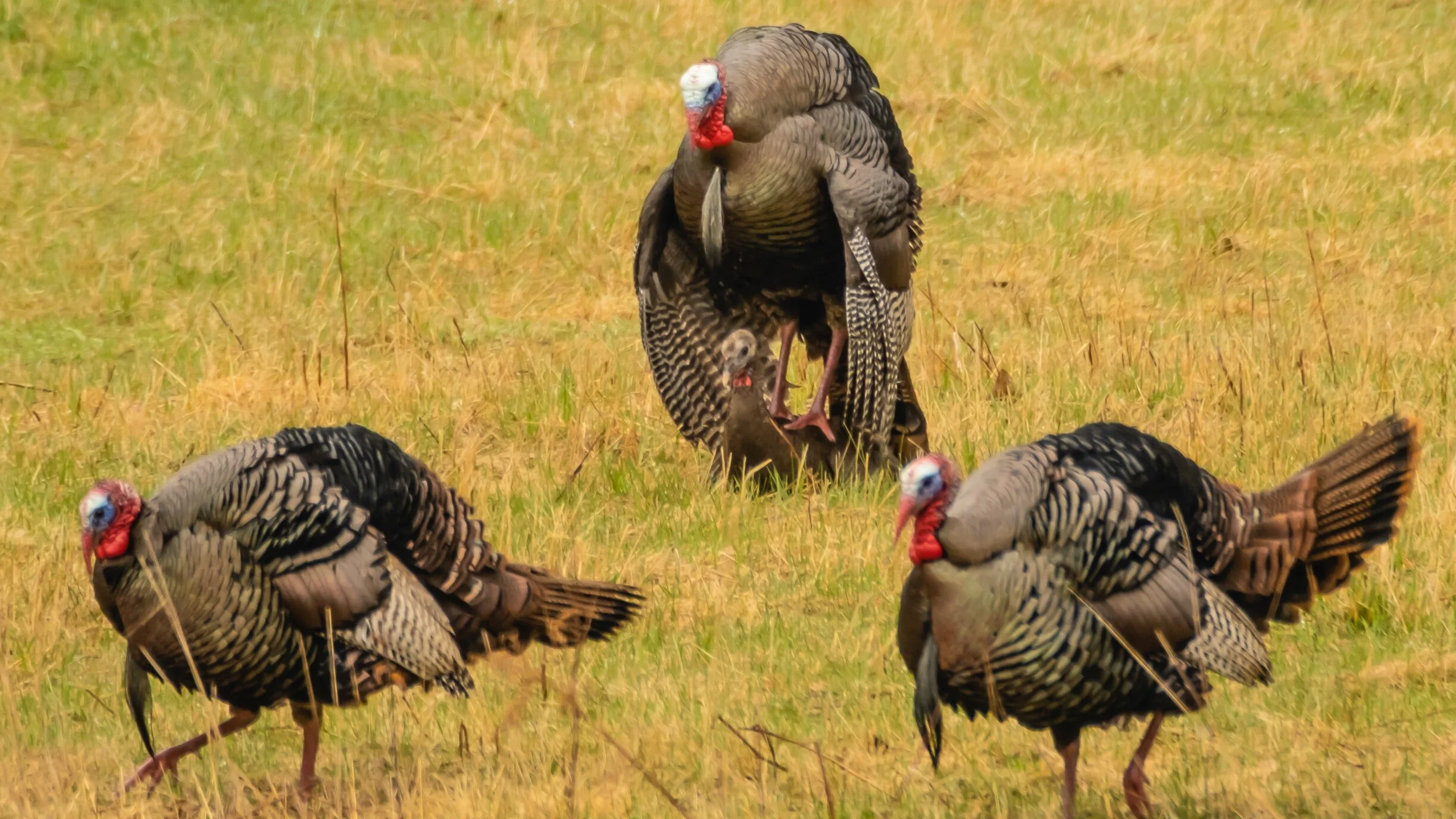 Turkeys in the straw...or should that be in the hay?