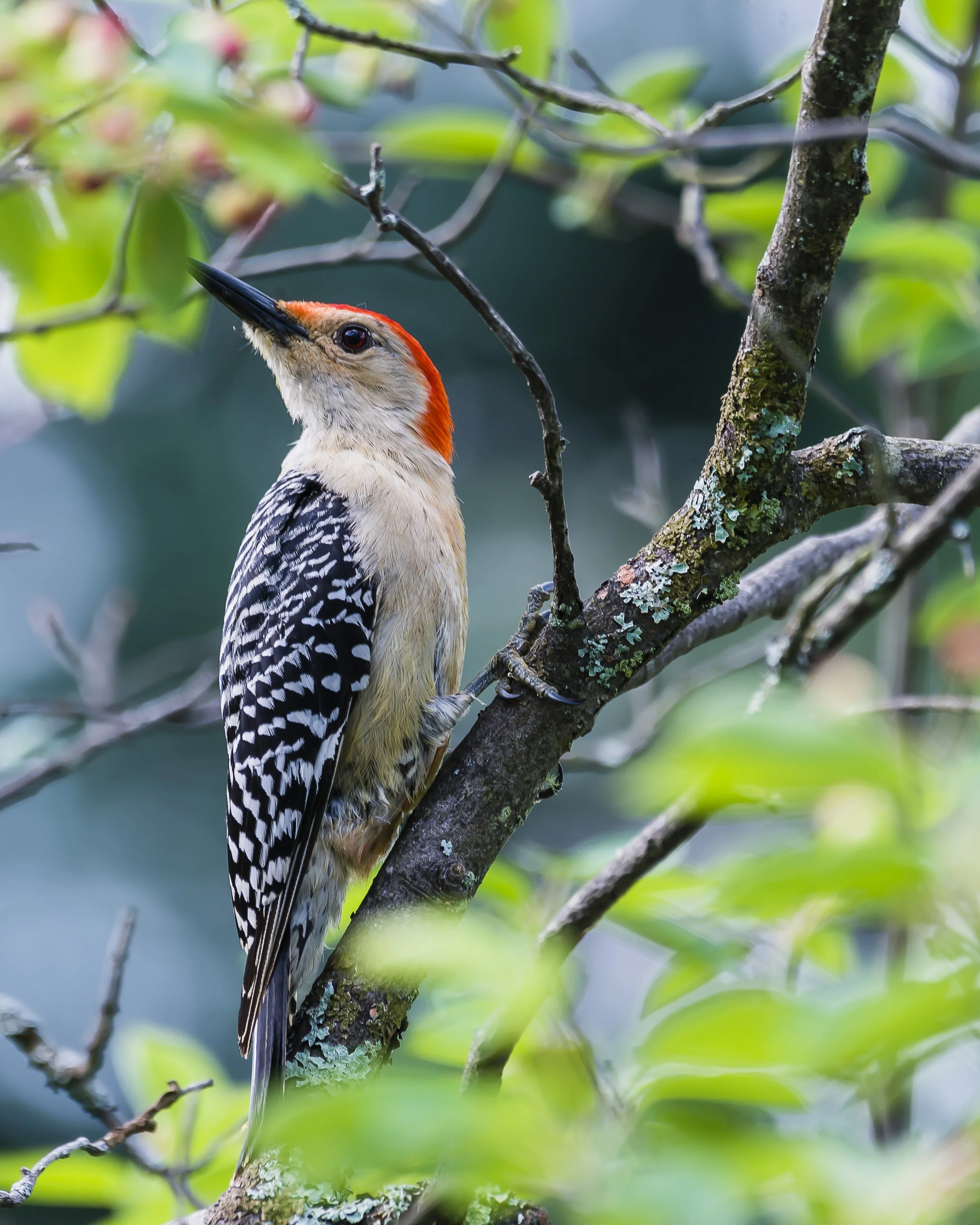 Birds For Website-4 copy.jpg