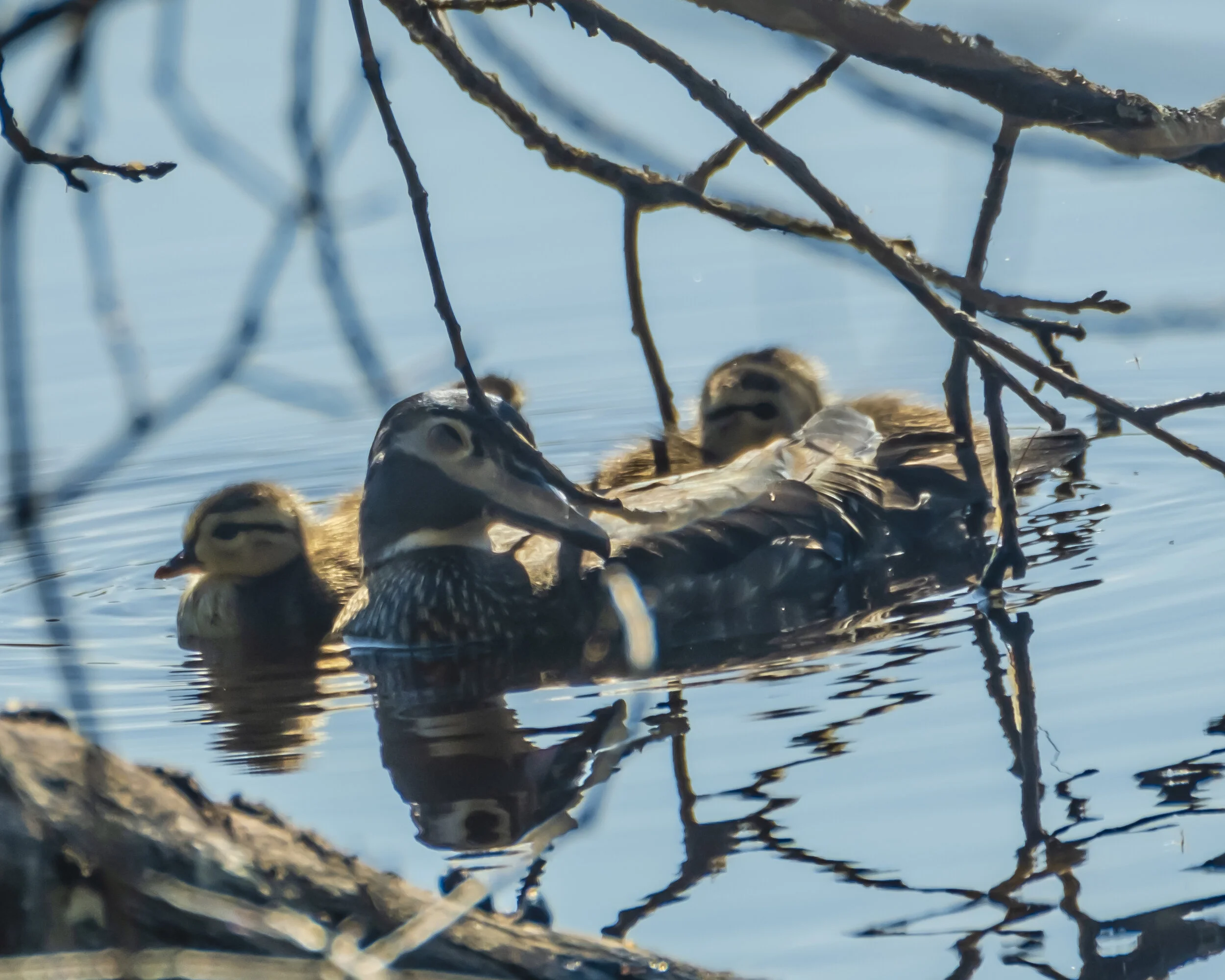Growing up fast on Turkey Pond