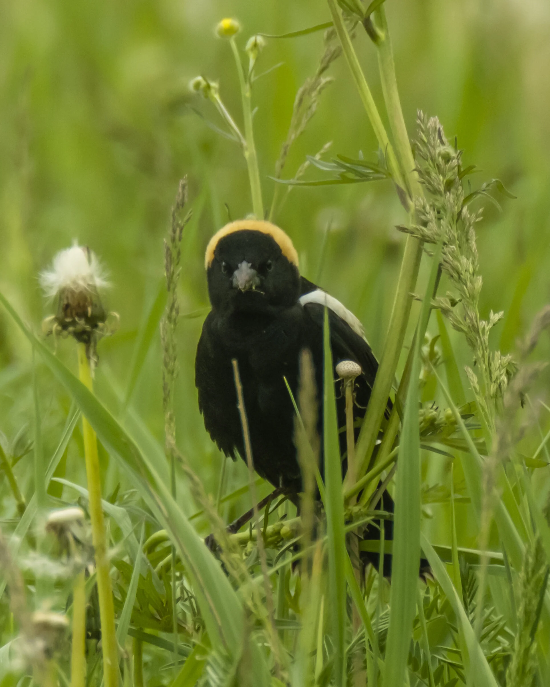 The rowdy of the meadow