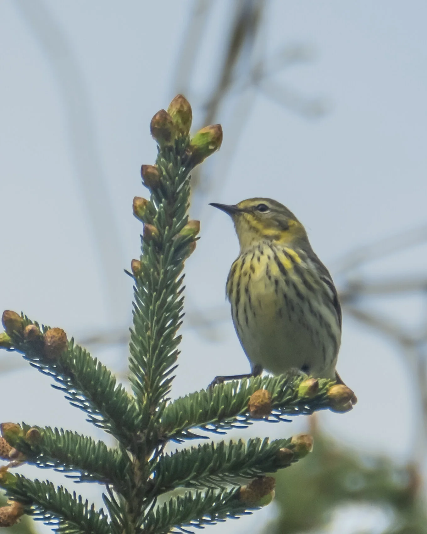When is a thrush not a thrush...and other lessons learned from the spring warblers