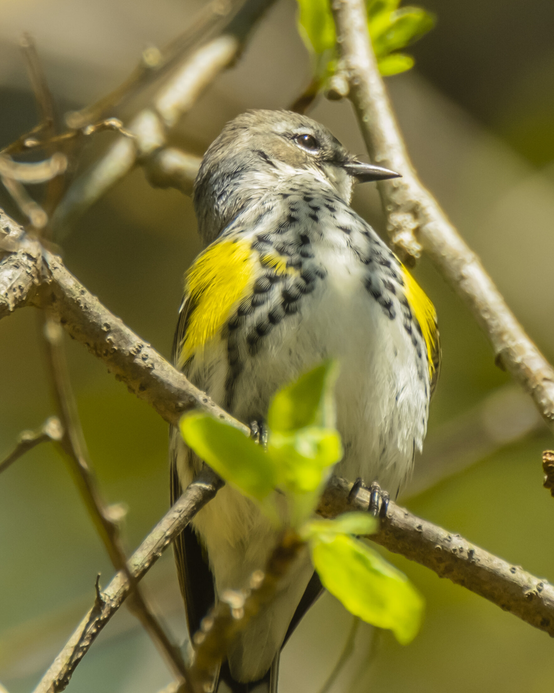 Yellow Rumped Warbler Profile.jpg