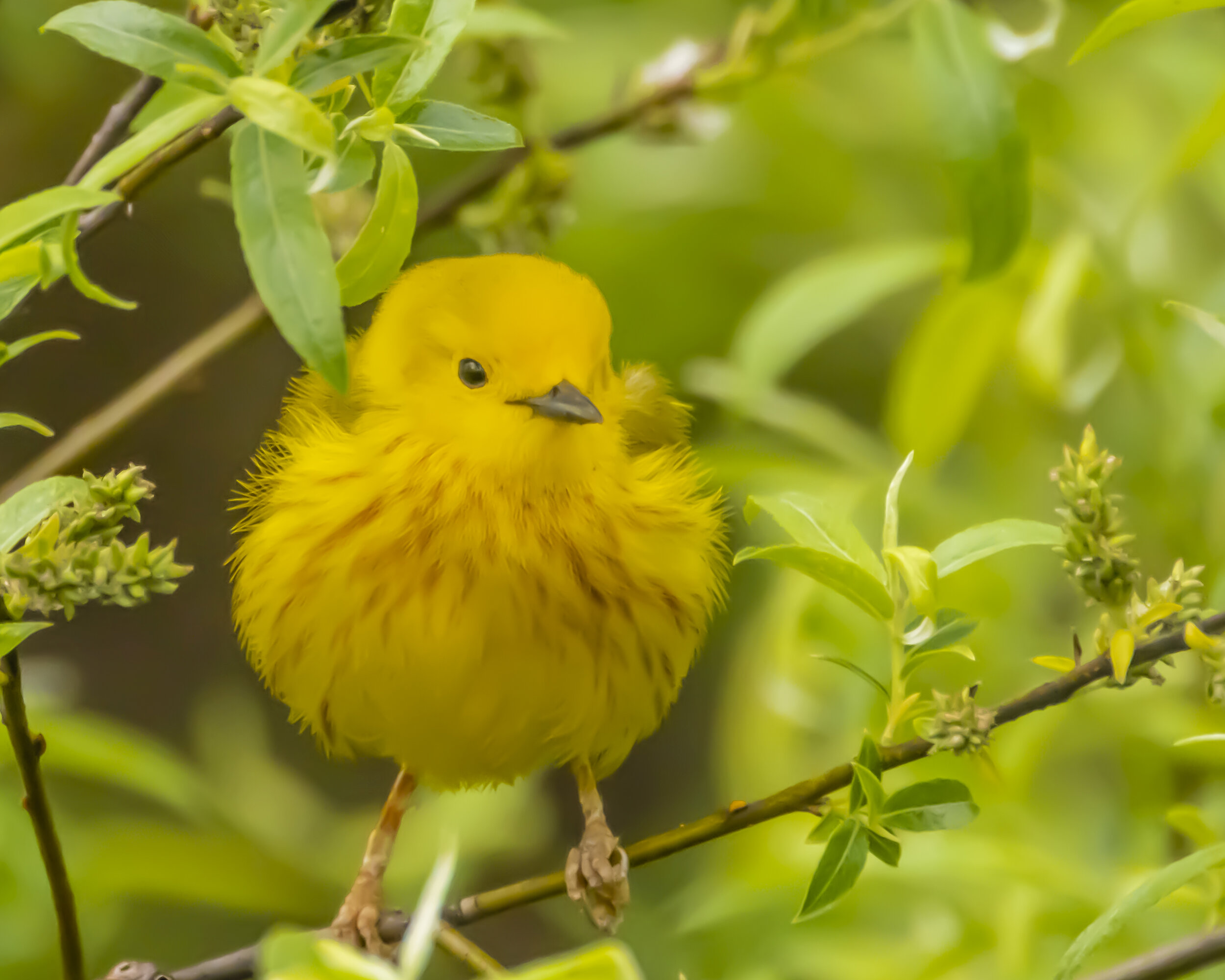 Yellow warbler.jpg
