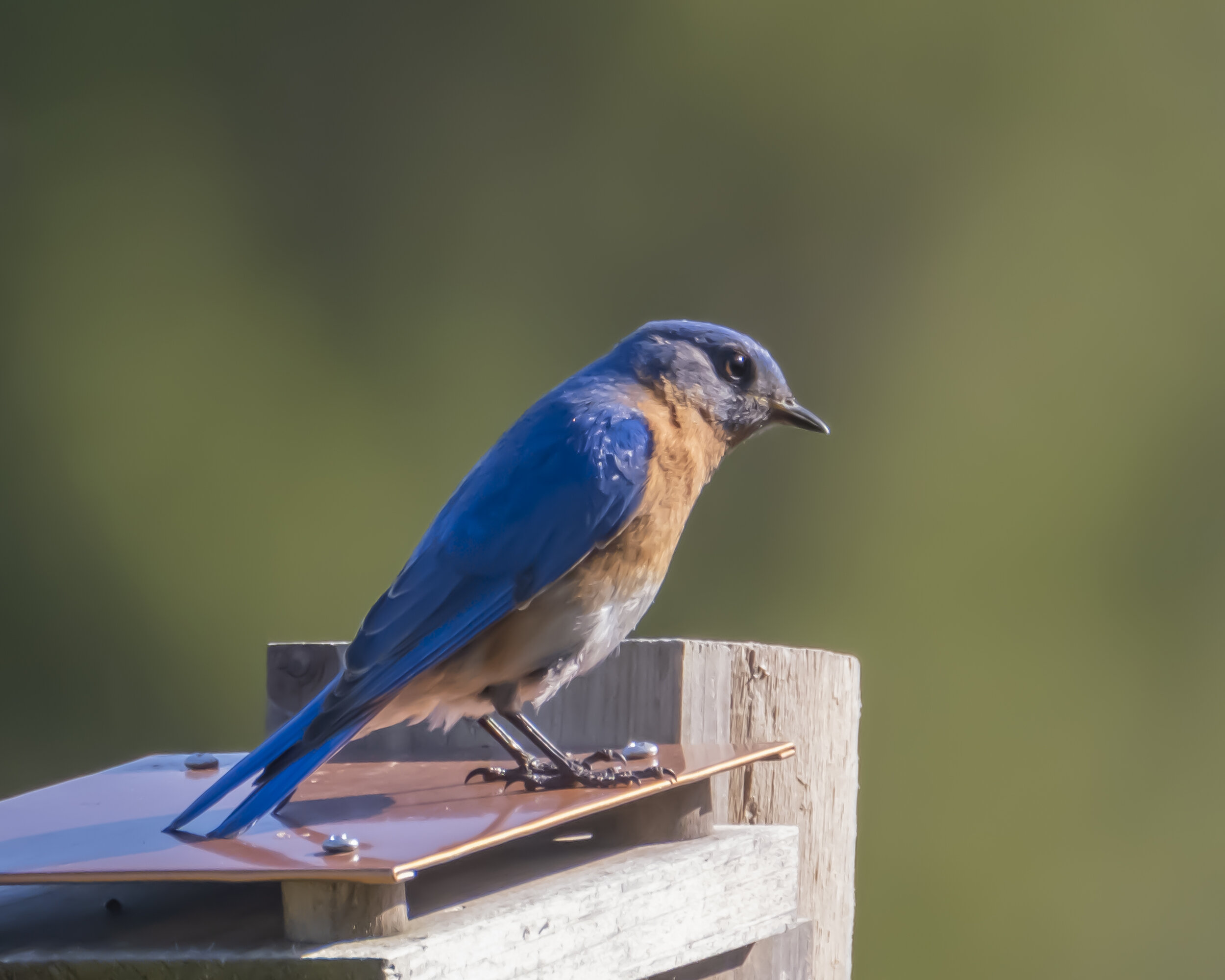 Bluebird on birdhouse.jpg