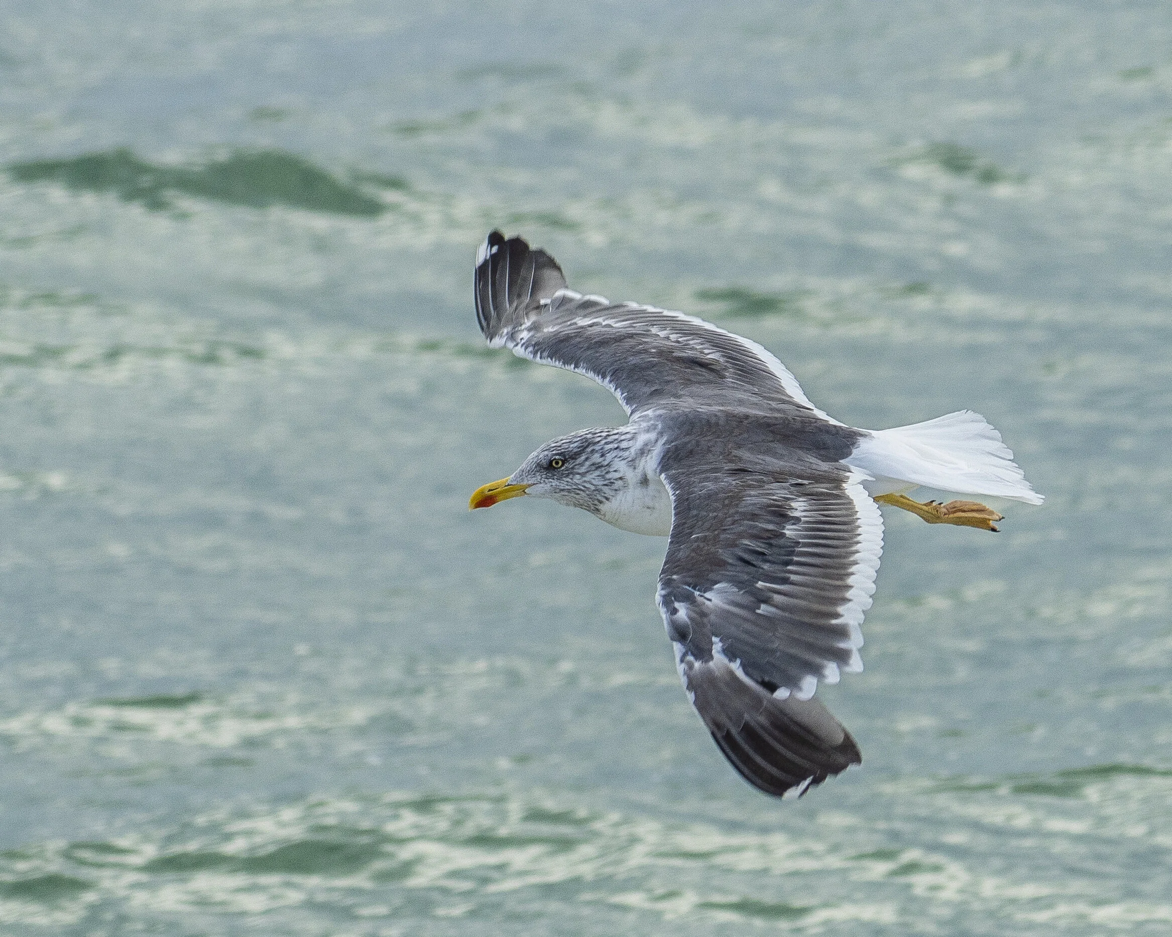 Seagull in the Sunset.jpg