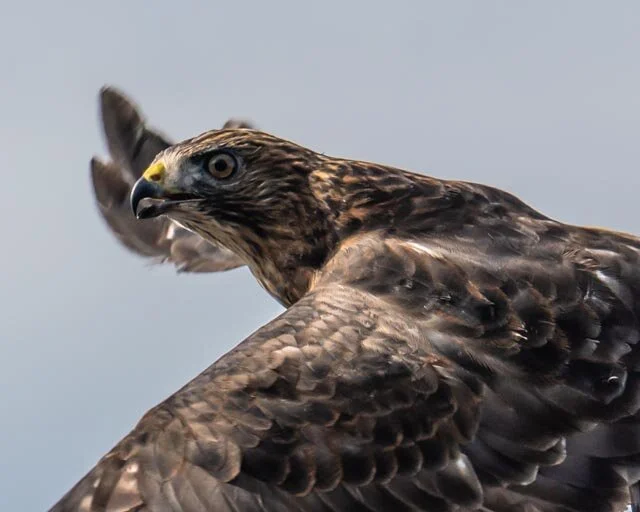 The hawk comes.