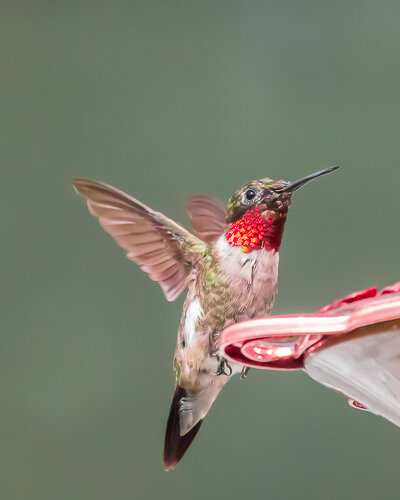 Hummingbirds-3.jpg