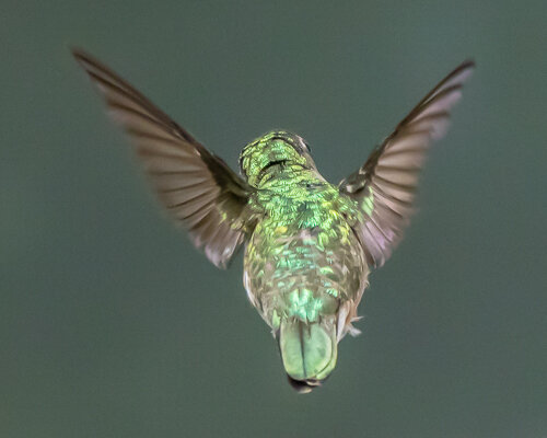 Hummingbirds-2.jpg