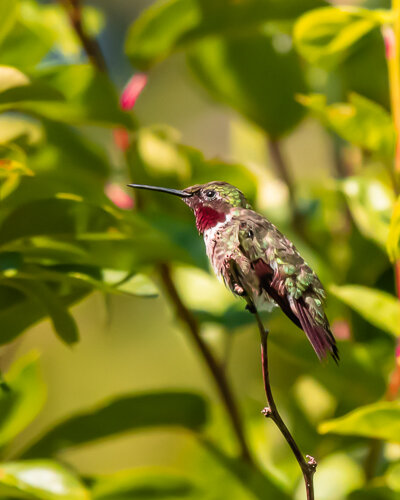 Hummingbirds-4.jpg