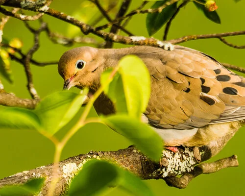 The dove she is a pretty bird, she sings as she flies...