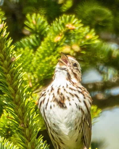 Melospiza Melodia