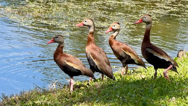If it whistles like a duck...