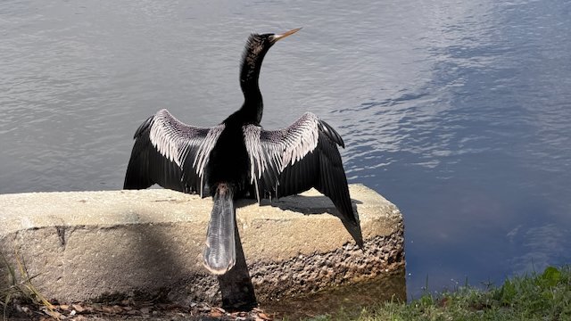 What the devil(bird)?