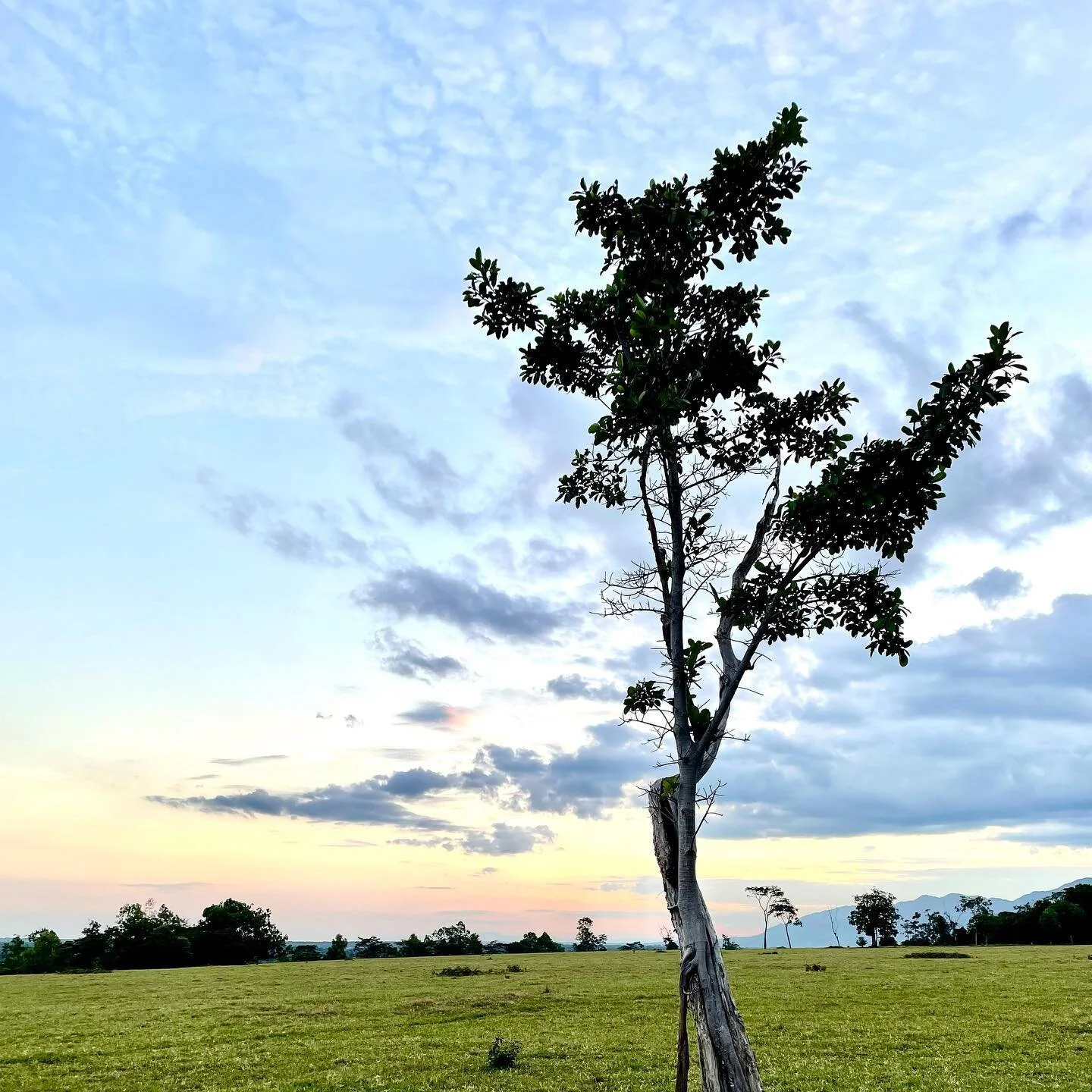 The garden of Eden  #losllanos