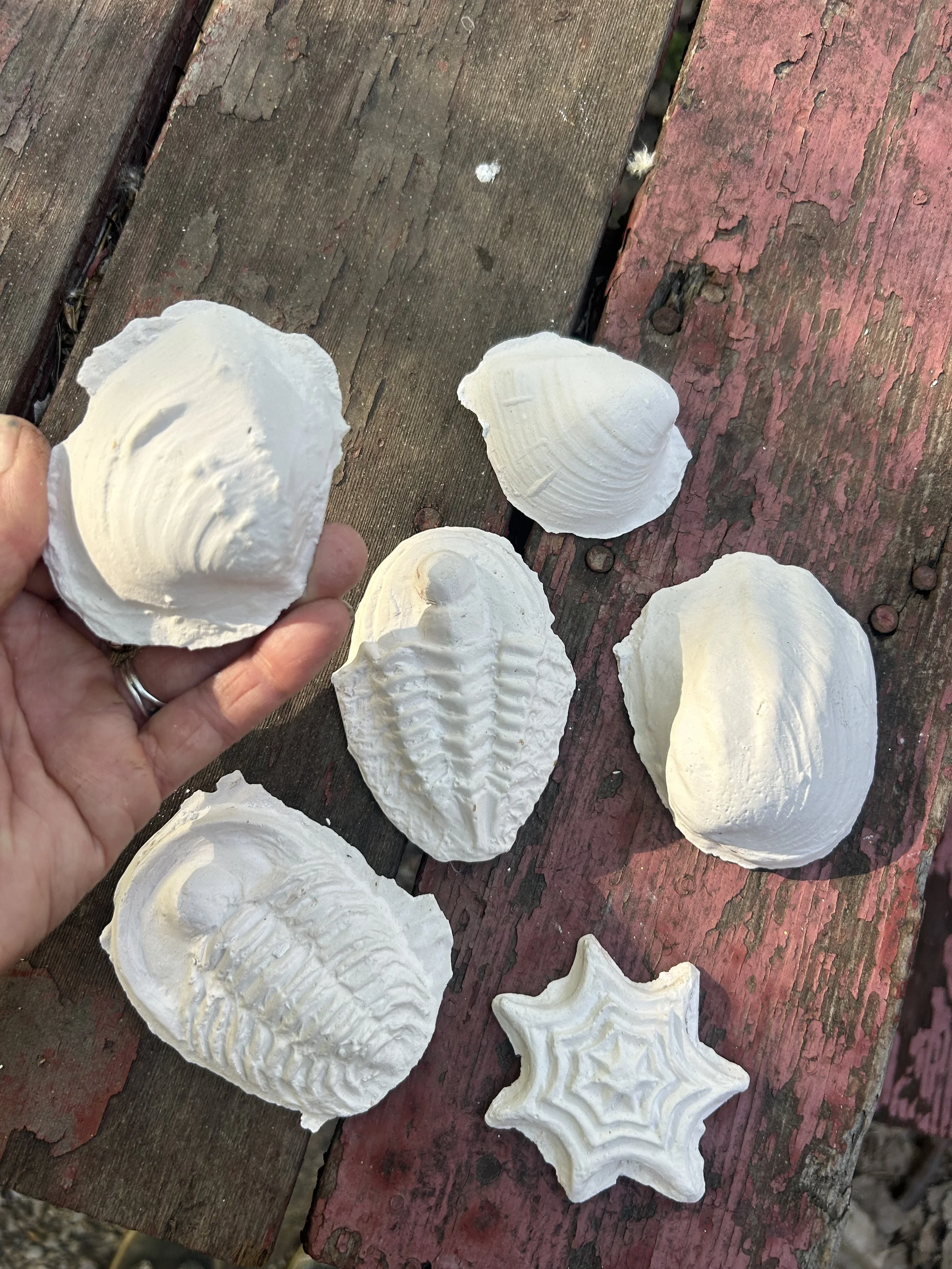 calcium carbonate - endangered MN mussels and fossil record creatures 