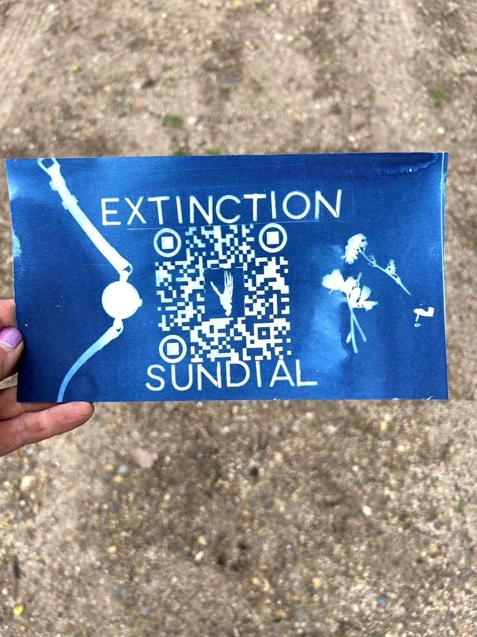 the cyanotype 