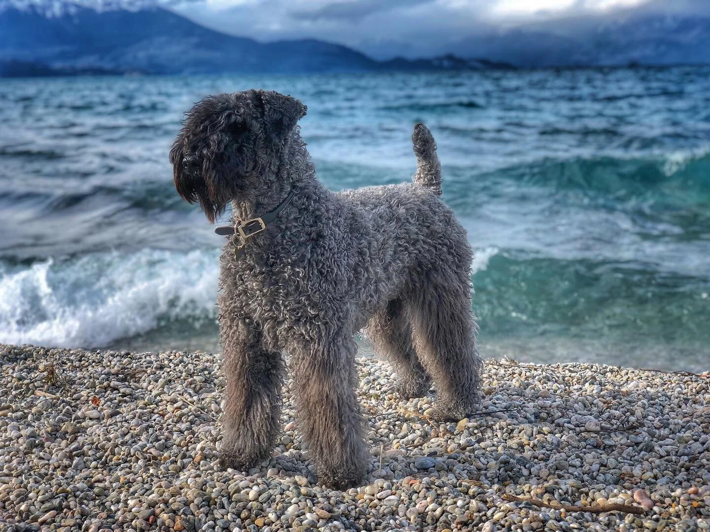 kerry blue terrier rescue