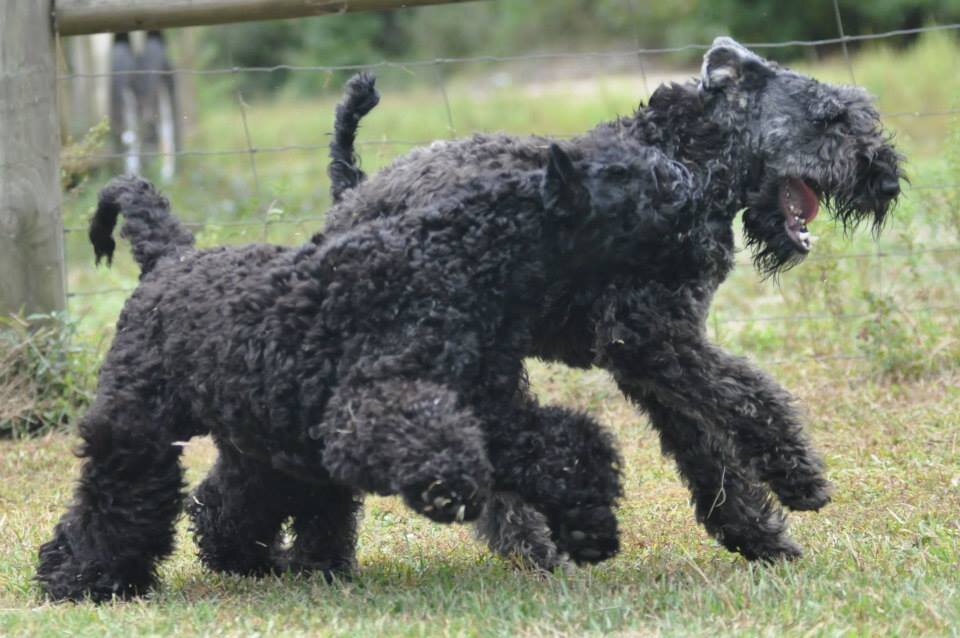 Kerries at Play Kerry Blue Terrier Foundation.jpg